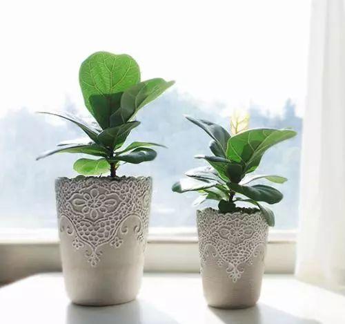 薄荷叶为什么发黑? 绿萝叶子怎么会发黄? 居家常见植物十大问题解答!