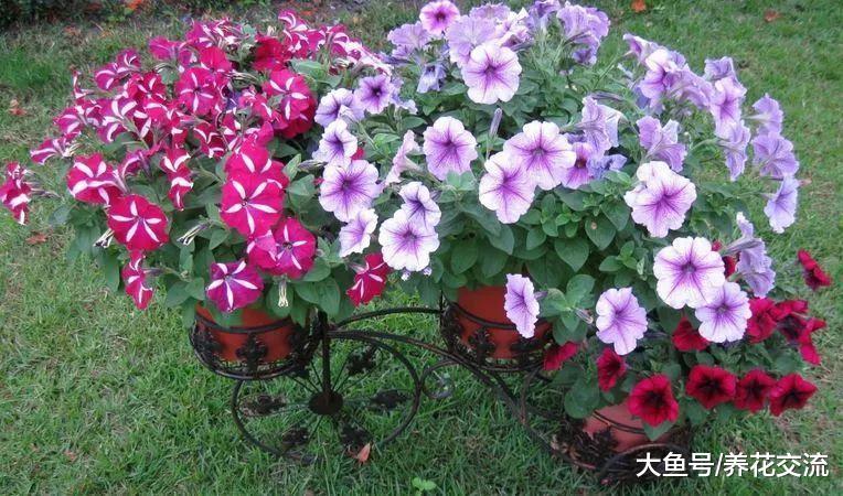 矮牵牛在春秋季节的繁殖方法, 夏季花开旺盛的几个技巧