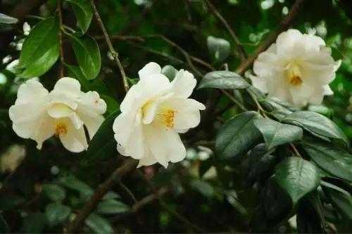 养花人必看, 五月份我们需要为花卉做这些事情了!