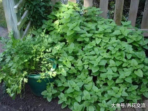 在家里种出不断繁殖的薄荷, 不怕养死就怕过度蔓延
