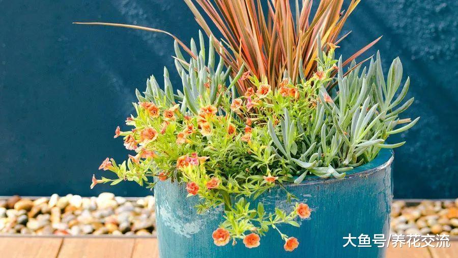 这九种让人惊叹的耐旱植物几乎不需要浇水, 养在院子能开满花朵
