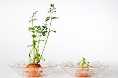 6种蔬菜头千万不要扔, 放在盆里加点水, 7天变成高颜值盆栽