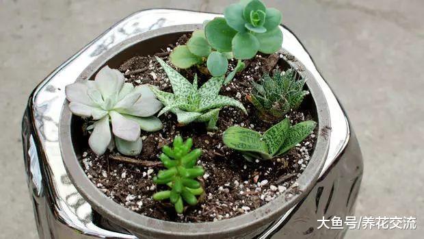 新手养护多肉和仙人掌植物常见的7种错误方法