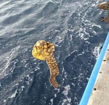 男子在海上钓到不明物体, 拉近钓鱼线后, 男子自己不高兴了