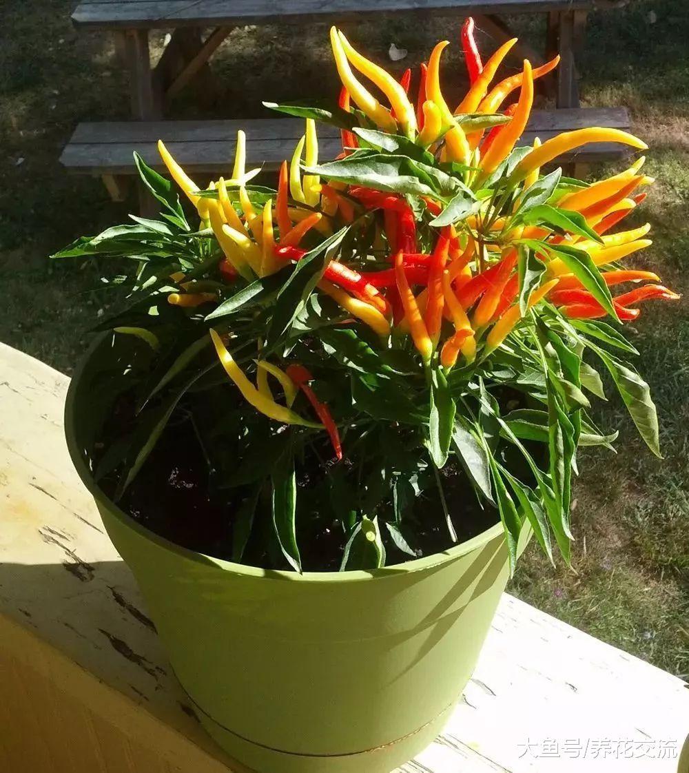 8种秋季开花特别灿烂的花卉, 整个院子都是清新的花香