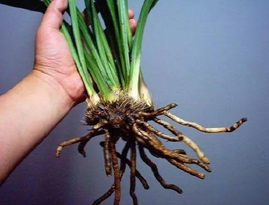 给花喝点这个水, 10年不烂根, 小芽蹭蹭冒!