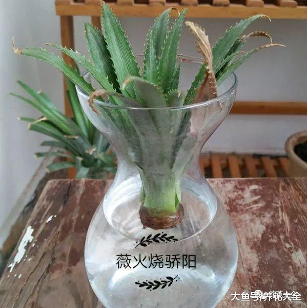 在家种菠萝, 做到这几点, 长出的果实又大又甜!