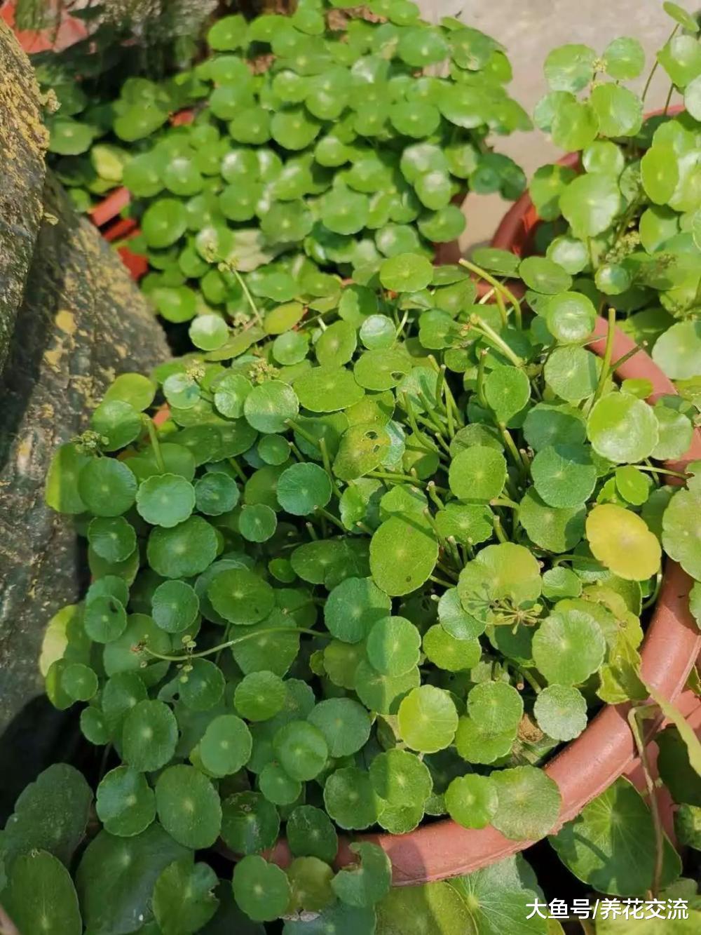 铜钱草种花坛上蔓延一大片, 掐一段泡水里就能生长