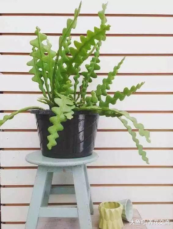 6种长相奇特的室内植物, 有些你都可能没听说过