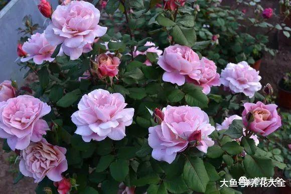 这6种花, 比绿萝栀子还要好看, 夏天不养可惜了!