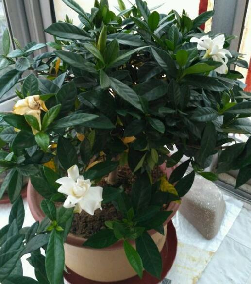 快住手! 这么养栀子花? 永远都是黄叶、不开花。 5个养护要点请记住。
