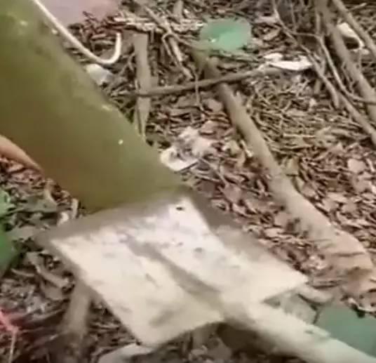 男子割破树皮, 没想到树居然流血了, 匪夷所思