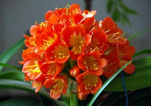 养什么花都能用这“3样”药片, 泡水浇花, 啥都长满盆!