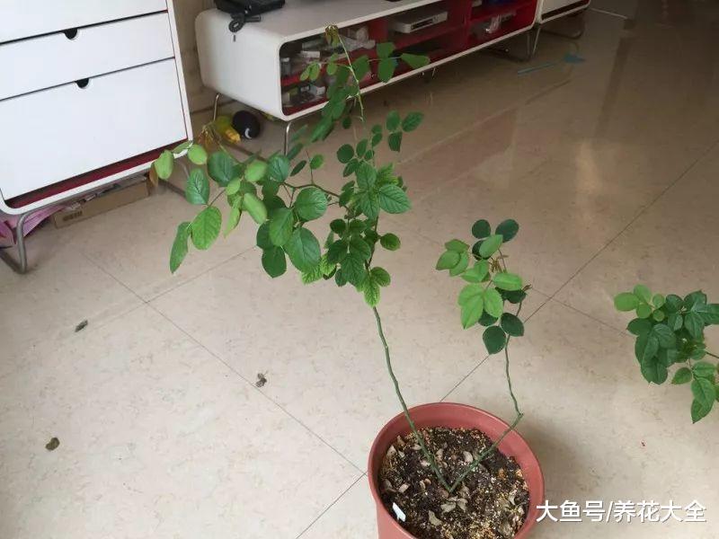 你家的花丑成“梅超风”? 学1招, 花朵呼呼开不见叶!