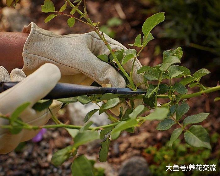 用玫瑰枝条扦插繁殖出来的盆栽小幼苗, 秋季也能进行