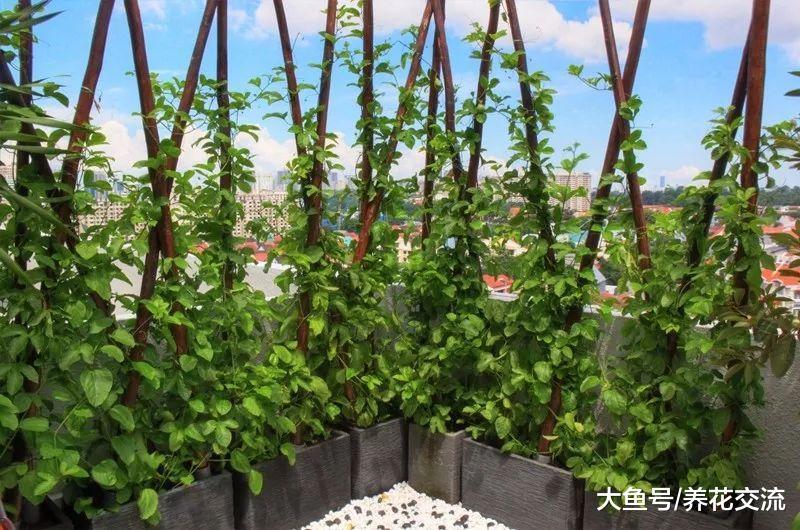 百香果枝叶生长特别旺盛, 为啥突然间就挂掉了