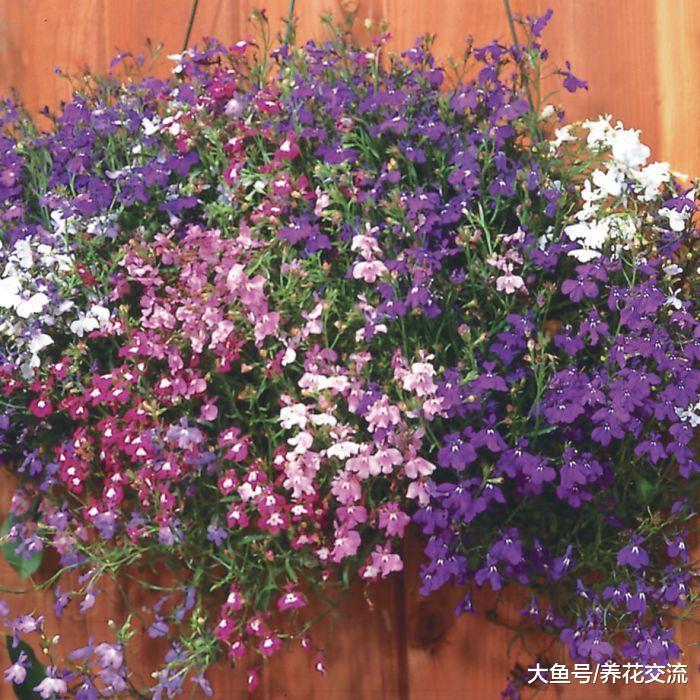 适合养在窗台上的吊盆花卉, 哪一种才是你的最爱