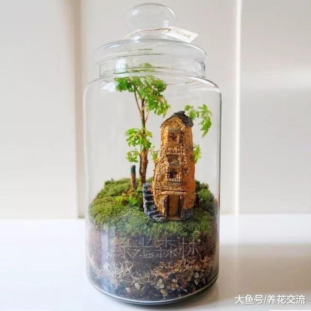 在废弃的玻璃瓶里也能种出一个迷你植物景观