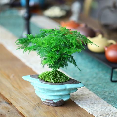 立秋迎来“秋老虎”, 给文竹、吊兰喝点“鲜榨汁”, 新芽蹭蹭长!