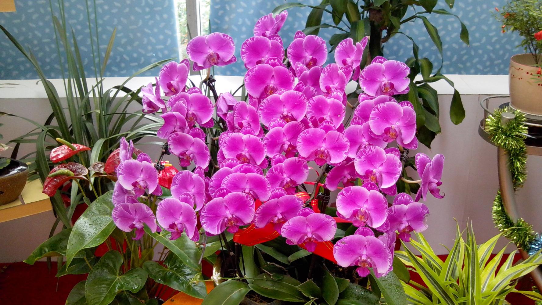 养蝴蝶兰, 1种“体液”兑水浇, 7天浇1次, 花芽猛爆, 开花20朵