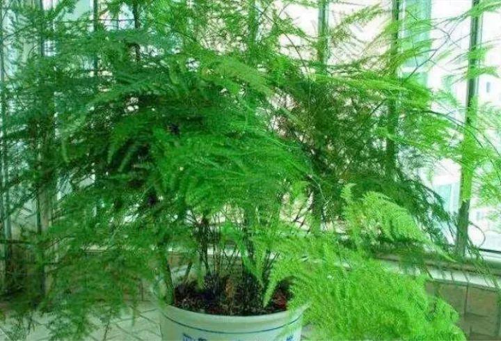 兰花文竹最怕独苗, 兄弟姐妹在一起, 才能生的旺!