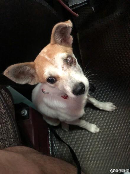 张静初爱心救助受伤弃养犬 获网友大赞“人美心善”