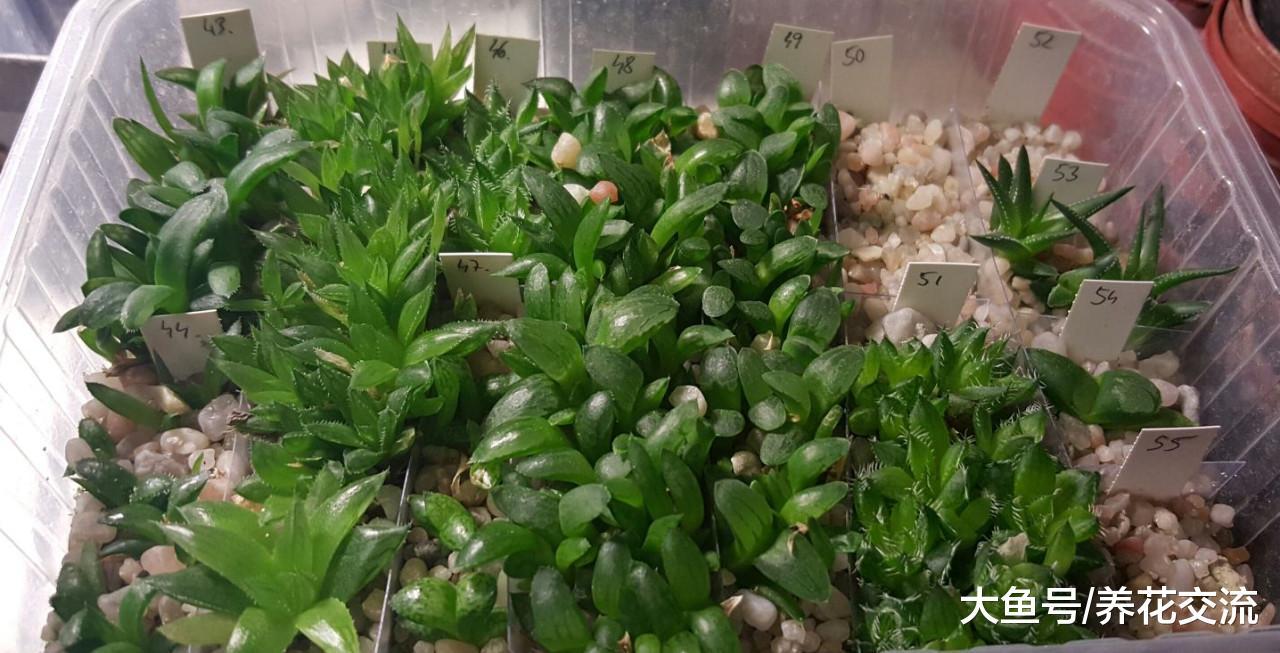 用多肉植物的种子培育盆栽, 几个星期就能生根发芽