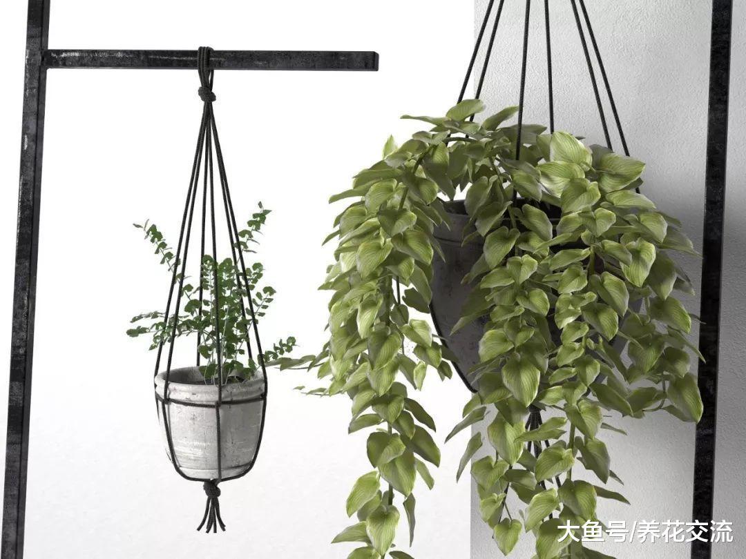 特别容易照顾的9种悬挂植物, 让你的家看起来更迷人