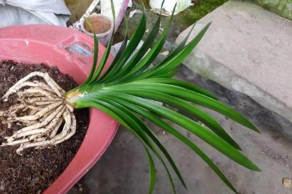 君子兰不开花? 给它这样一换土, 开花多不夹箭!