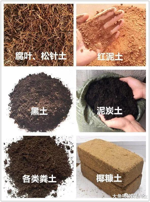 想养好花? 只要土壤选对了, 长得又高又壮!