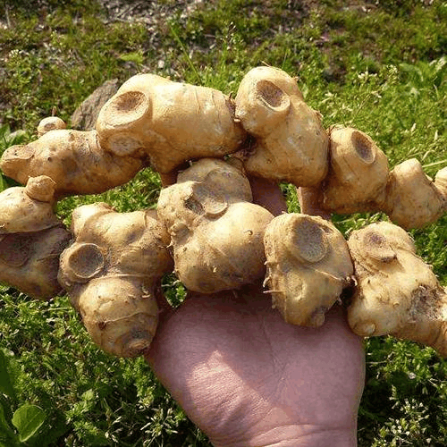 高尿酸的“天然克星”! 饭后吃一口, 尿酸“蹭蹭”降, 痛风不再找
