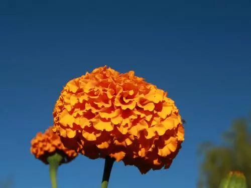 这些花在春天播种最适合了, 好养易活, 发芽率高!