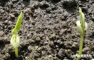 这些“毒草”酷似野菜, 不小心吃下去, 差点要了命!