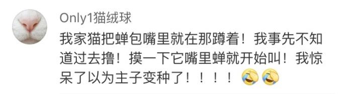 猫主子: 爱你就要给你最好的