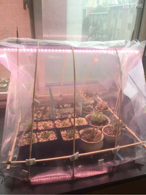 冬天多肉这么养, 南方北方都不怕, 矮胖更有型!