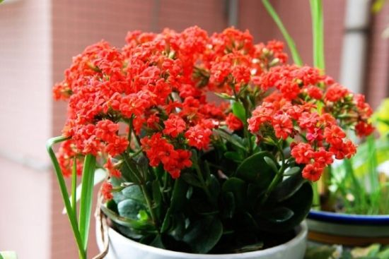 长寿花冬天开不旺? 一星期来碗“开花液”, 花骨朵蹭蹭拦不停!