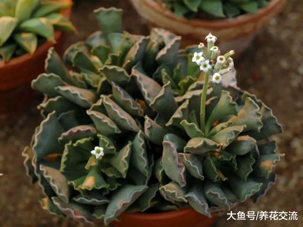 10种特别不寻常的多肉植物, 种在阳台上朋友都认不出一两种