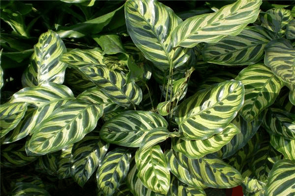 这种植株, 阴暗处也能长, 叶片长开后比花还好看!