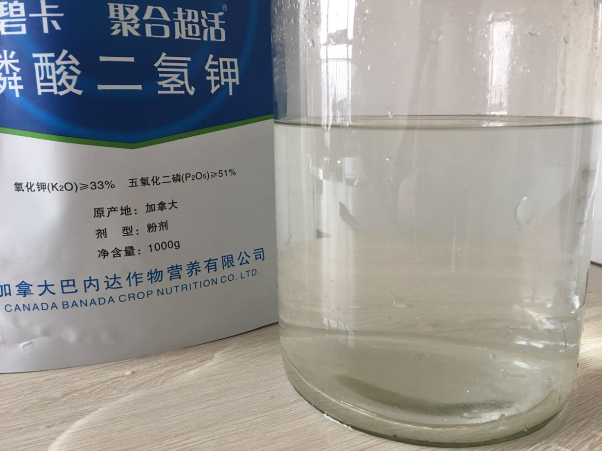 三角梅“开花”难? 7天喂勺“汤水”, 花朵旺满盆!