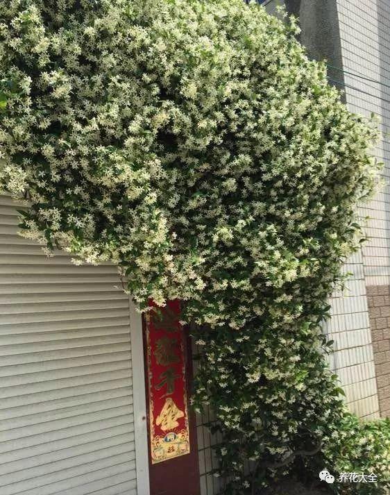 这些花儿最能长, 随便种一棵, 蹭蹭爬满墙!