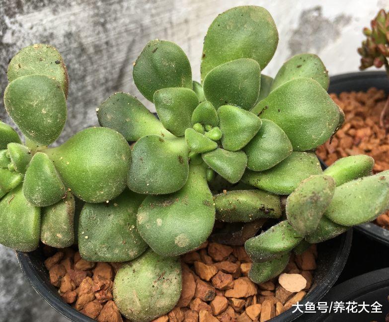 刚买的多肉, 一股臭脚味儿, 全家人都让我扔掉!
