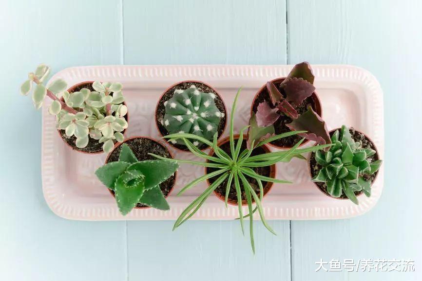 6种适合摆放在桌面上的仙人掌盆栽, 看起来精致可爱的景观