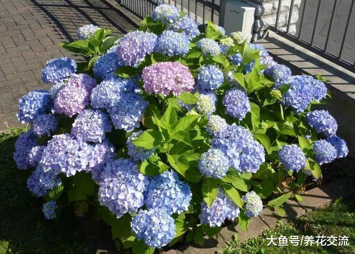 13种色彩特别艳丽的开花植物, 种满阳台能变成一片小花园