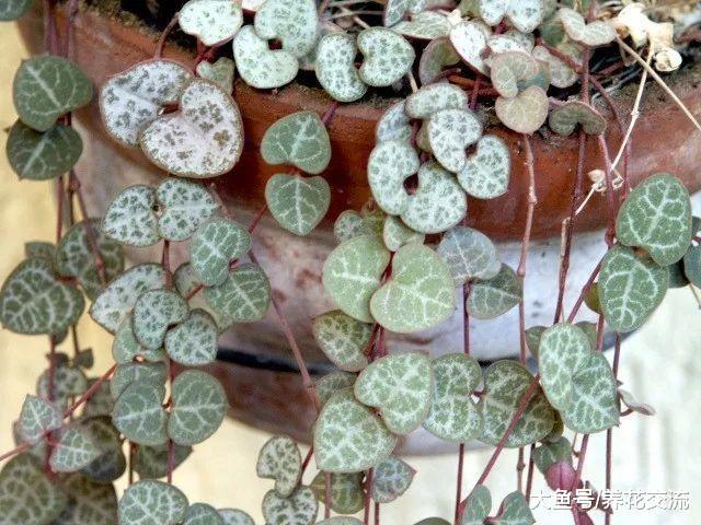 一串串心形的爱之蔓, 还能开出像小鞋子一般的花朵