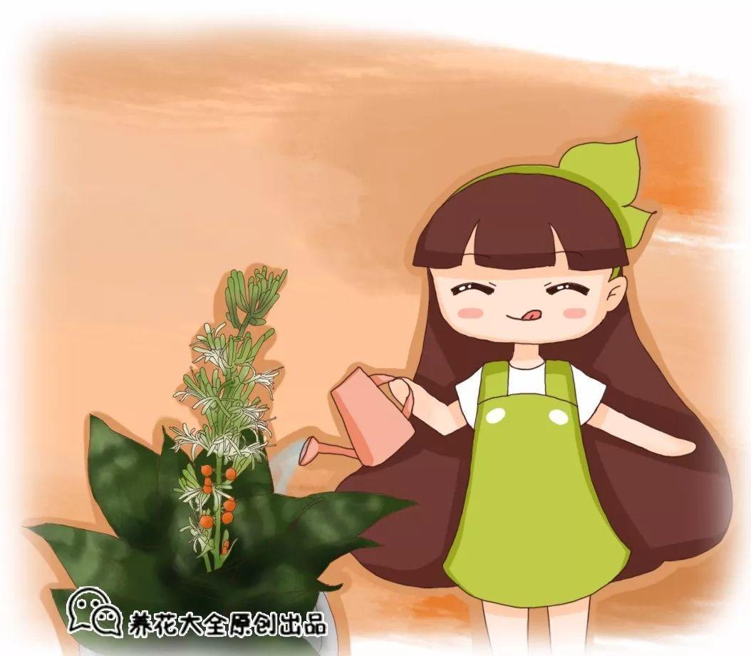 虎皮兰君子兰, 几个小动作, 年年开花结果子!