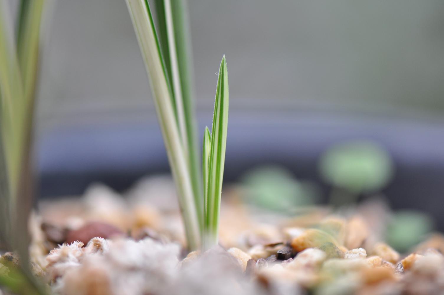 家居养花中兰花的叶片烧尖的原因有哪些?