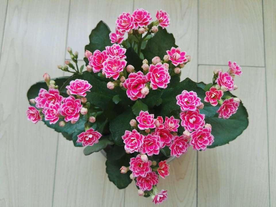 长寿花“变软”, 赶紧“剪”1刀, 加点“防寒水”, 过年就开花