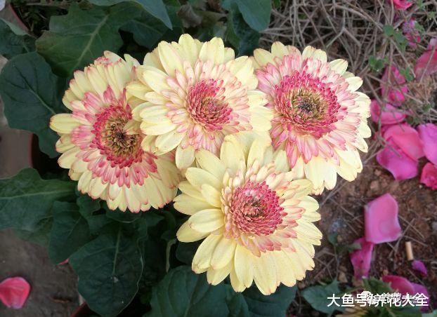 这10种花, 千万别朝叶片喷水, 要不喷1盆死1盆!