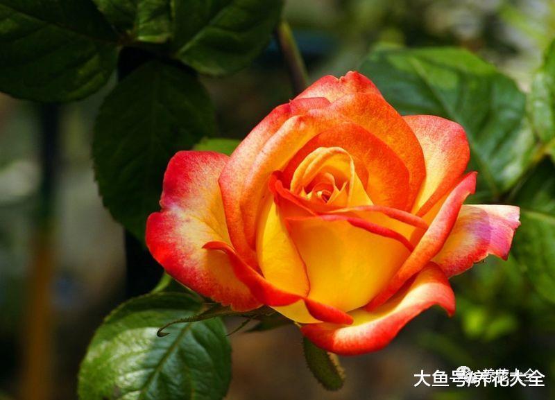 34省的省花就在这了, 快看看哪个是你家乡的吧!