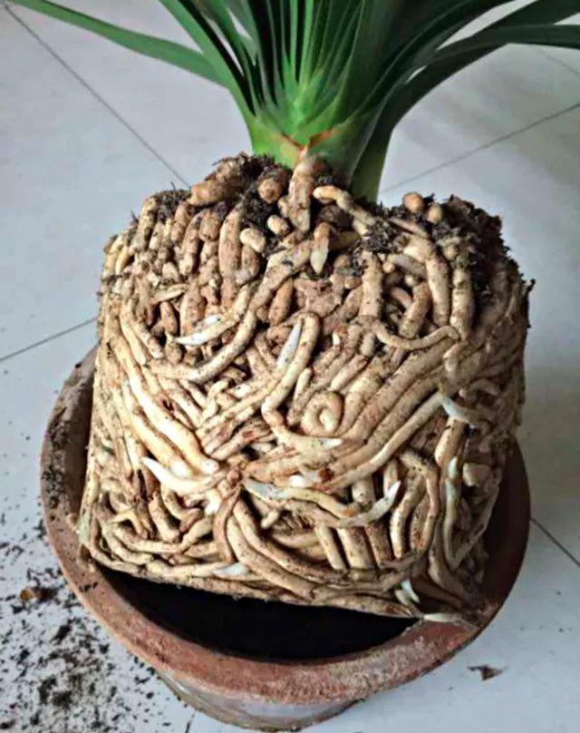 10年的绿萝吊兰打翻盆后, 根长这样, 难怪平时开花难!